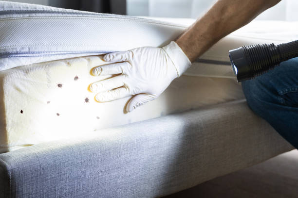 Best Termite Control Services  in Tarboro, NC