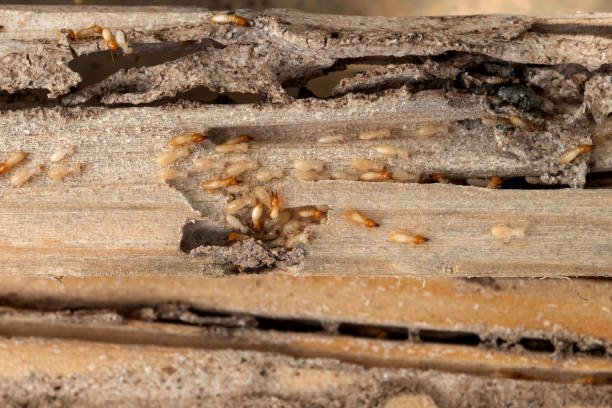 Best Residential Pest Control  in Tarboro, NC